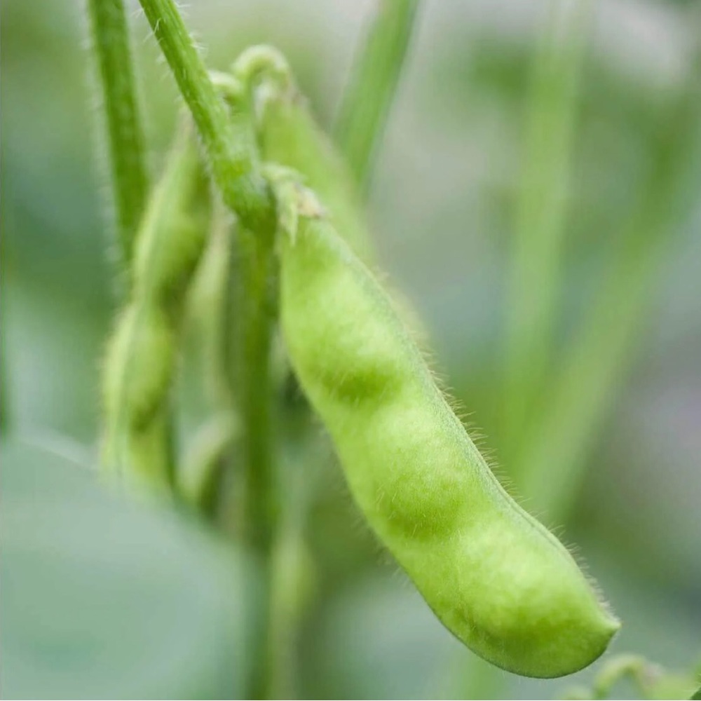 “Triple Pearl Pod Edamame” Lima Fava Mung Kidney Garbanzo Green Bean Veggie Stud - Picture 6 of 6